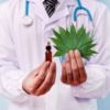 Materiały i Informacje Dotyczące Obrotu Surowcem Flos Cannabis